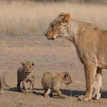 Lioness guarding their cubs