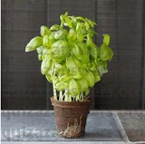 BASIL