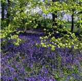 BLUEBELLS