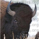 BISON