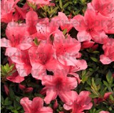 AZALEA