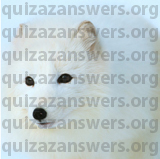 Quizaz A is for Answers Level 88