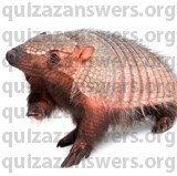 ARMADILLO