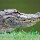 ALLIGATOR