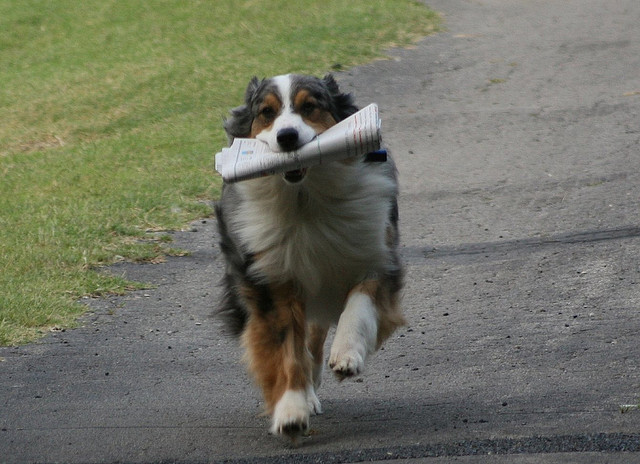 dog-carrying-newspaper